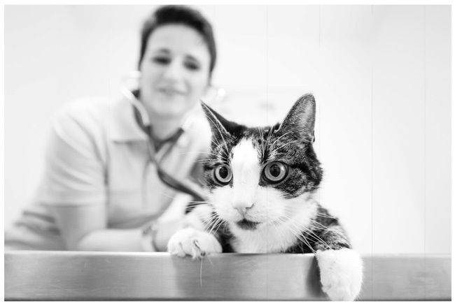 Tierarzt-Praxis in Nienburg